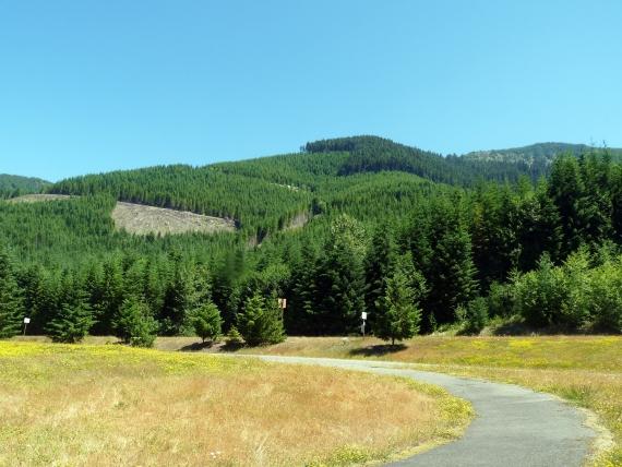 Can Timberland Be a Profitable Investment?