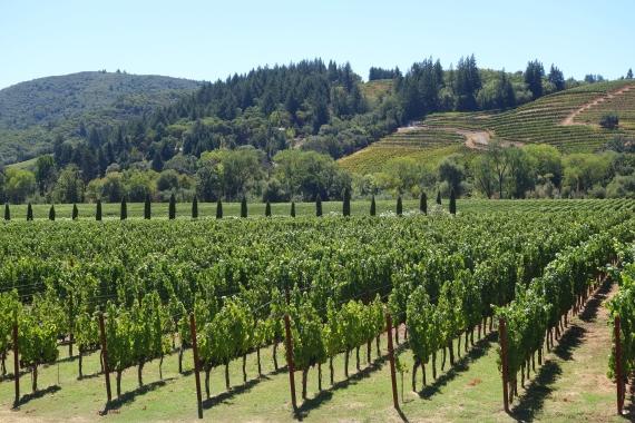 How to Find Land Suitable For Growing Vineyards
