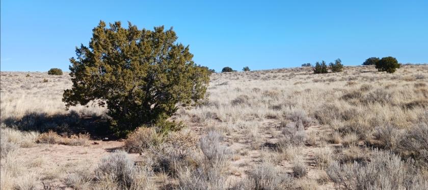  1.04 Acres for Sale in Chambers, Arizona
