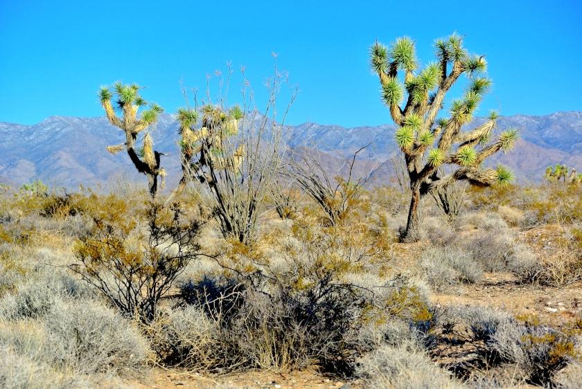  1.17 Acres for Sale in Yucca, Arizona