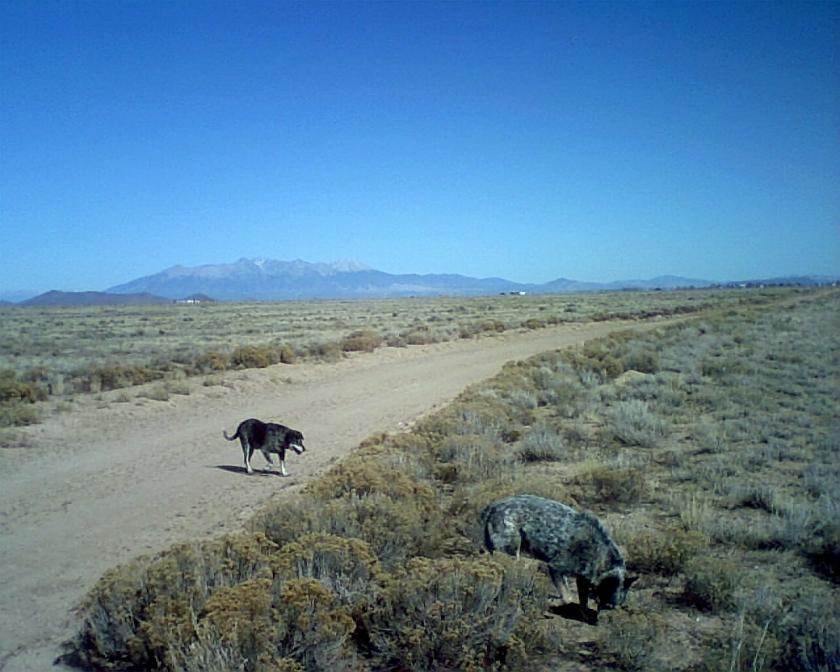 15.40 Acres for Sale in San Luis, Colorado