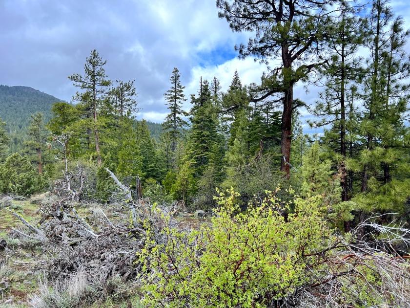 1 Acres for Sale in California Pines, California