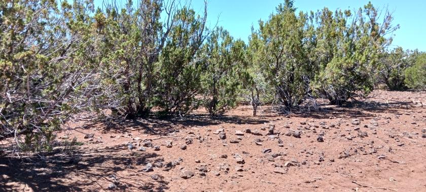 1.16 Acres for Sale in Concho, Arizona