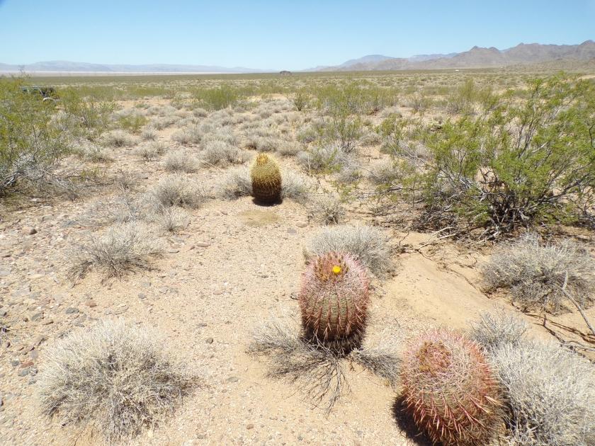 1.3 Acres for Sale in Kingman, Arizona