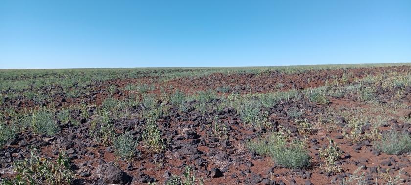 1.25 Acres for Sale in Concho, Arizona
