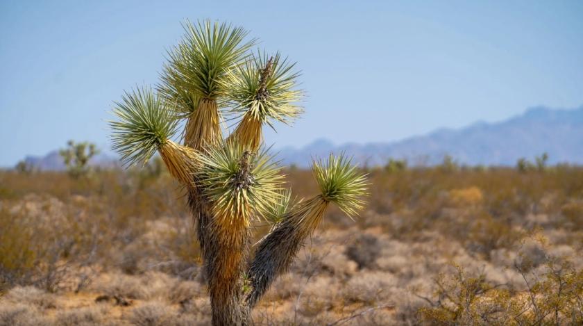 2.51 Acres for Sale in Kingman, Arizona