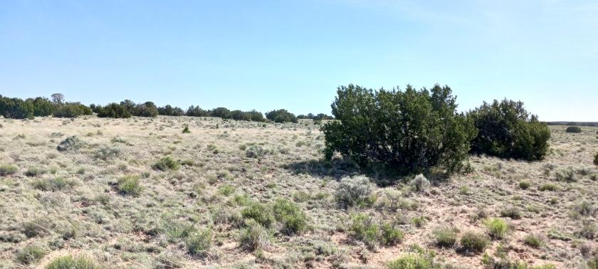 1.24 Acres for Sale in Sanders, Arizona