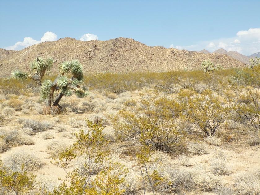 2.06 Acres for Sale in Yucca, Arizona