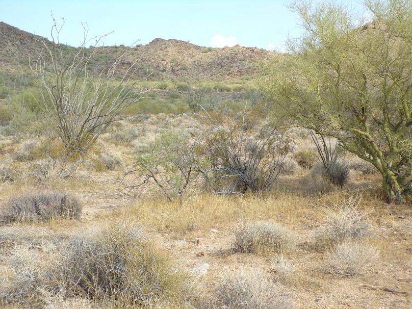 2.35 Acres for Sale in Yucca, Arizona
