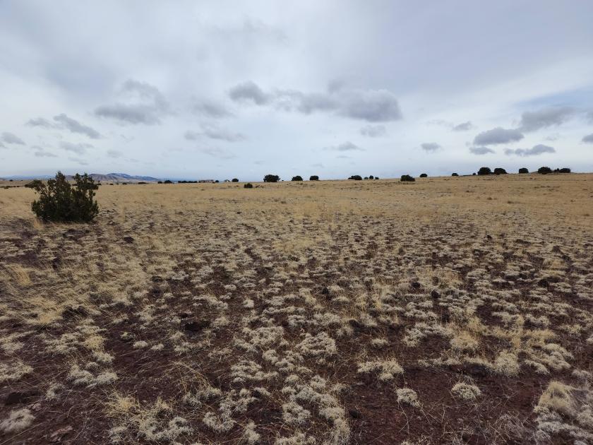 1.04 Acres for Sale in Concho, Arizona