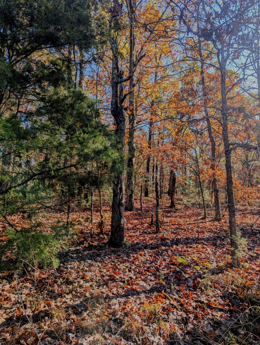 0.78 Acres for Sale in Horseshoe Bend, Arkansas