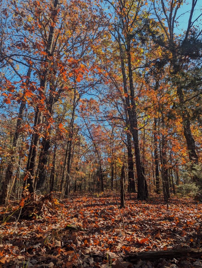 0.31 Acres for Sale in Horseshoe Bend, Arkansas