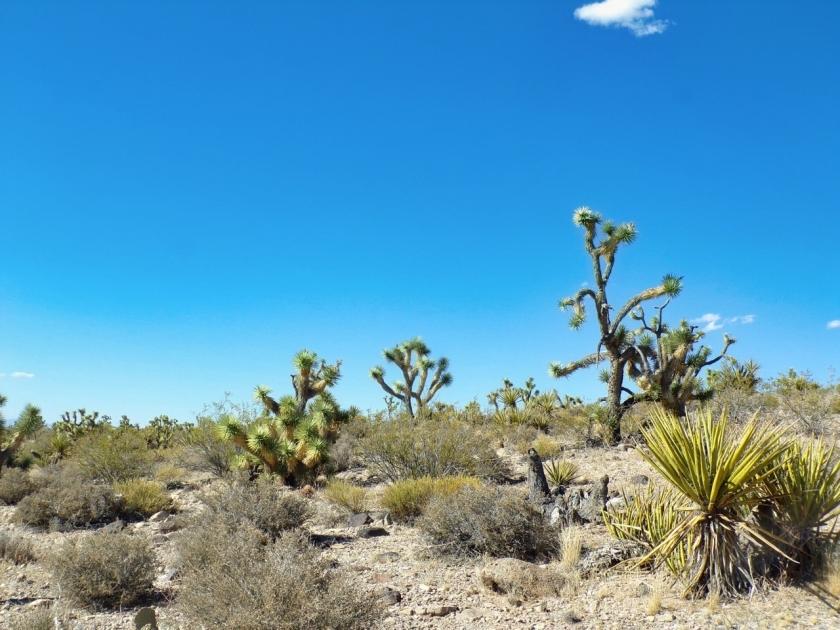 1.25 Acres for Sale in Meadview, Arizona