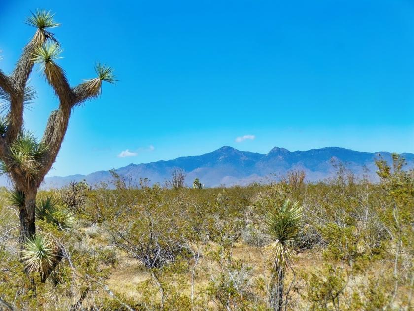 1.25 Acres for Sale in Yucca, Arizona