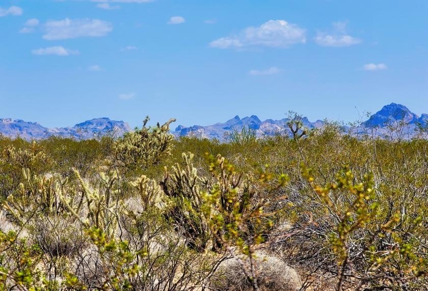 1.25 Acres for Sale in Yucca, Arizona