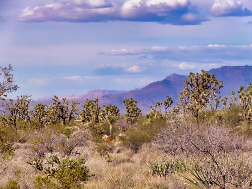 1.07 Acres for Sale in Dolan Springs, Arizona