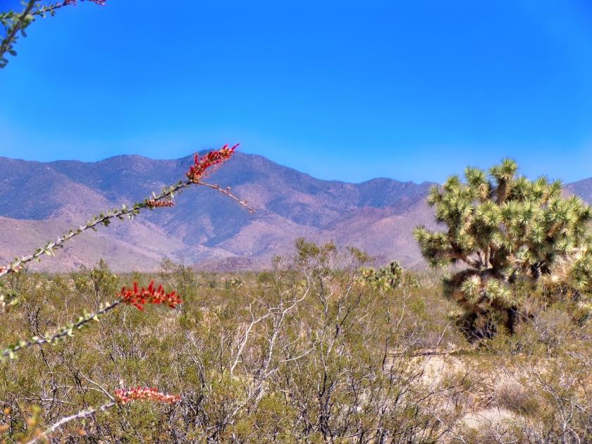 1.09 Acres for Sale in Yucca, Arizona