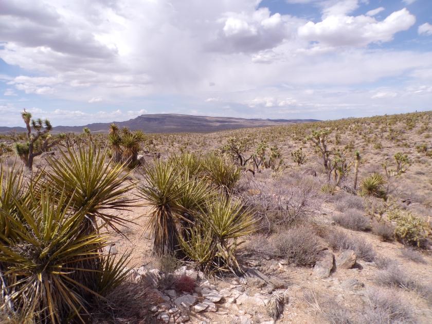 1.07 Acres for Sale in DOLAN SPRINGS, ARIZONA