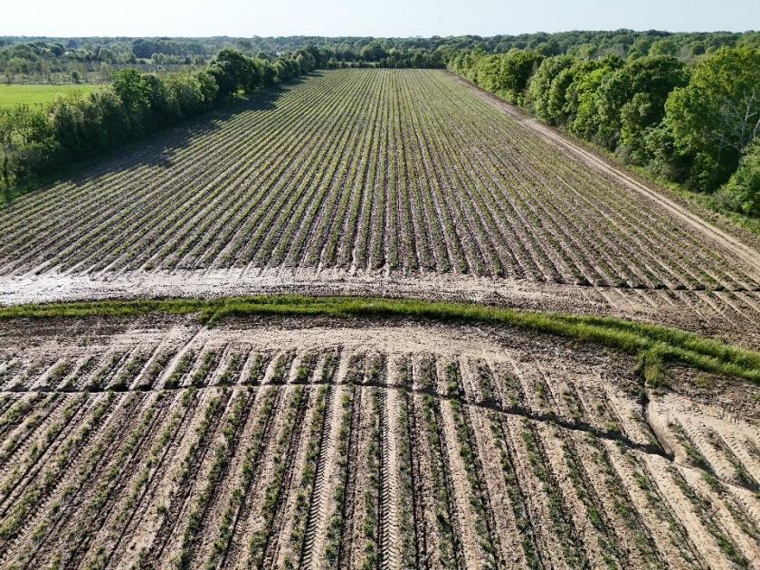 18.73 Acres for Sale in Church Point, Louisiana