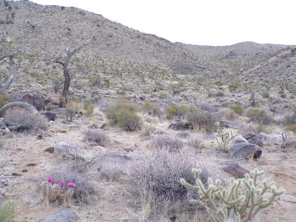 1.16 Acres for Sale in Dolan Springs, Arizona