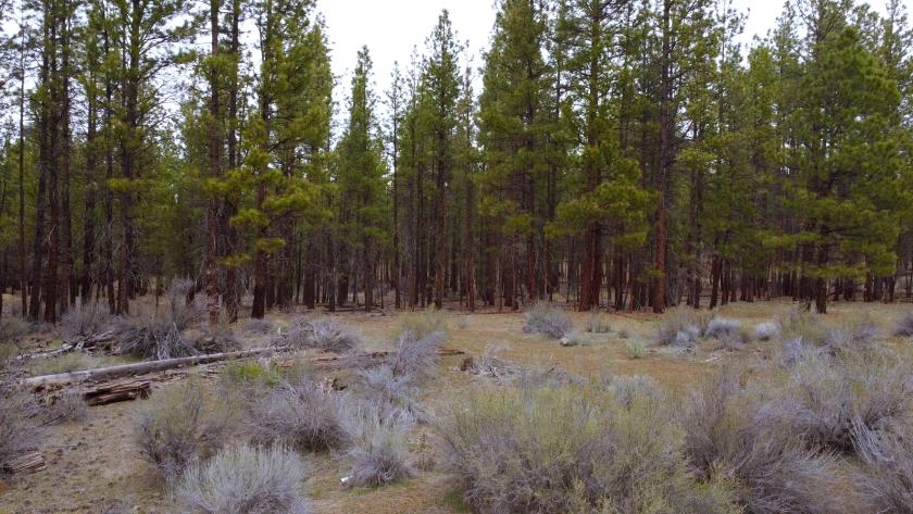 2.30 Acres for Sale in Chiloquin, Oregon