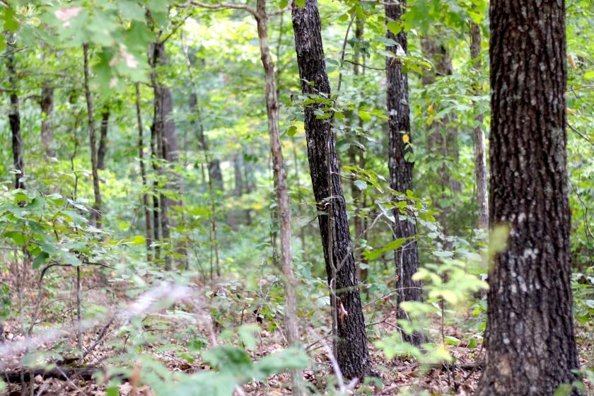 0.11 Acres for Sale in Williford, Arkansas