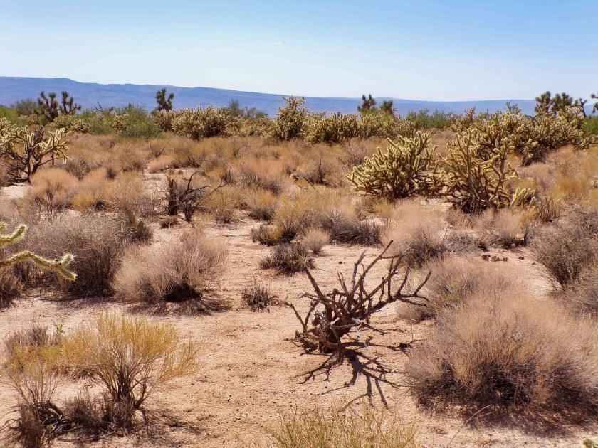 1.89 Acres for Sale in Yucca, Arizona