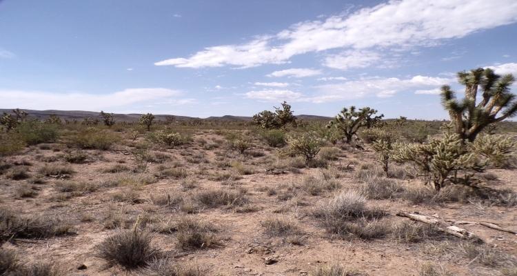 1.07 Acres for Sale in Dolan Springs, Arizona