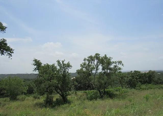 2 Acres for Sale in Mico, Texas