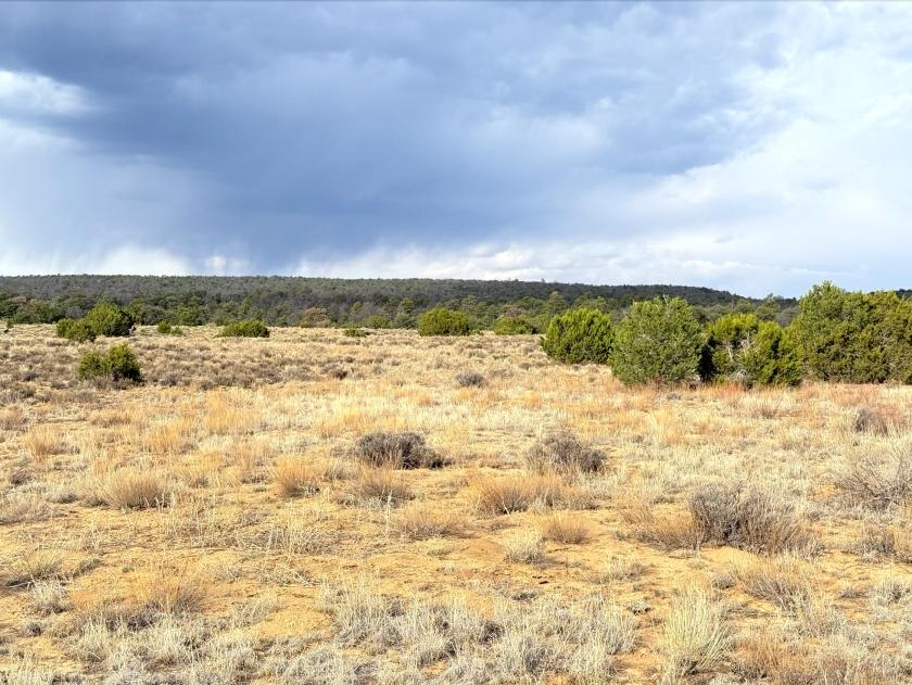 2.5 Acres for Sale in Pinehill, New Mexico