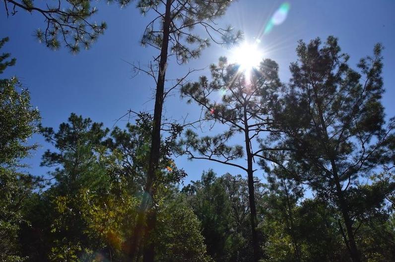 0.36 Acres for Sale in Interlachen, Florida