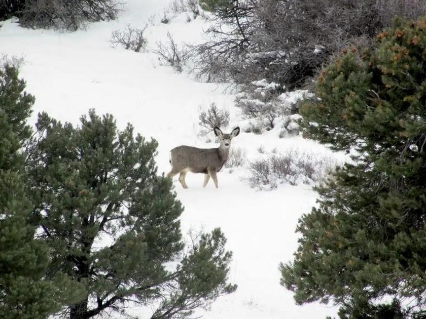 40 Acres for Sale in Mountain Meadow Ranches, Nevada