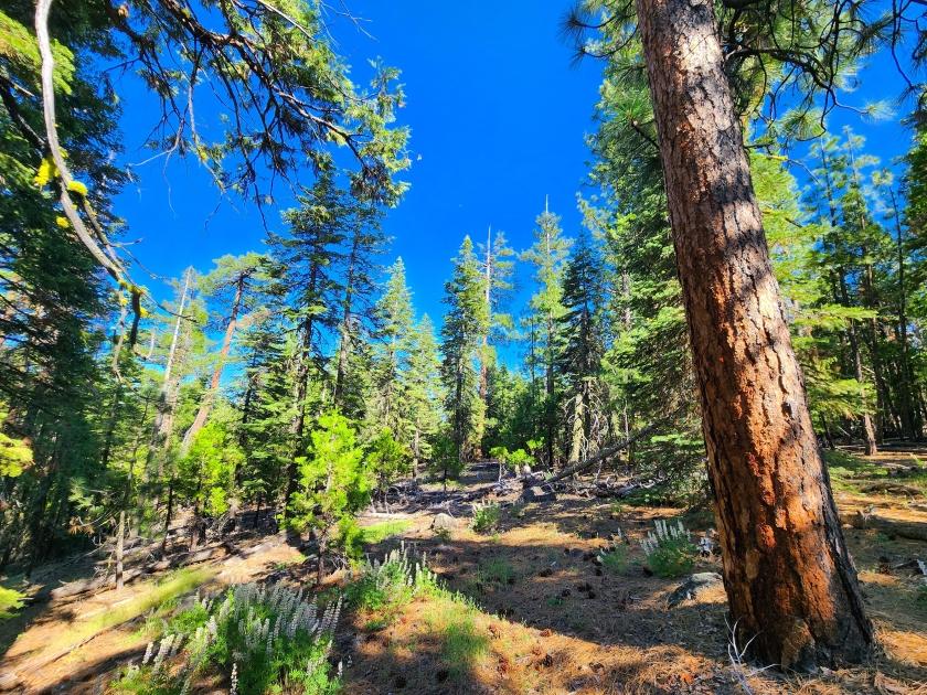 0.9 Acres for Sale in Alturas, California