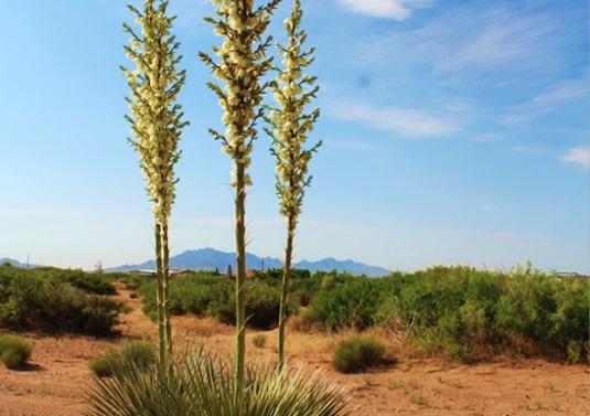 4 Acres for Sale in Deming, New Mexico