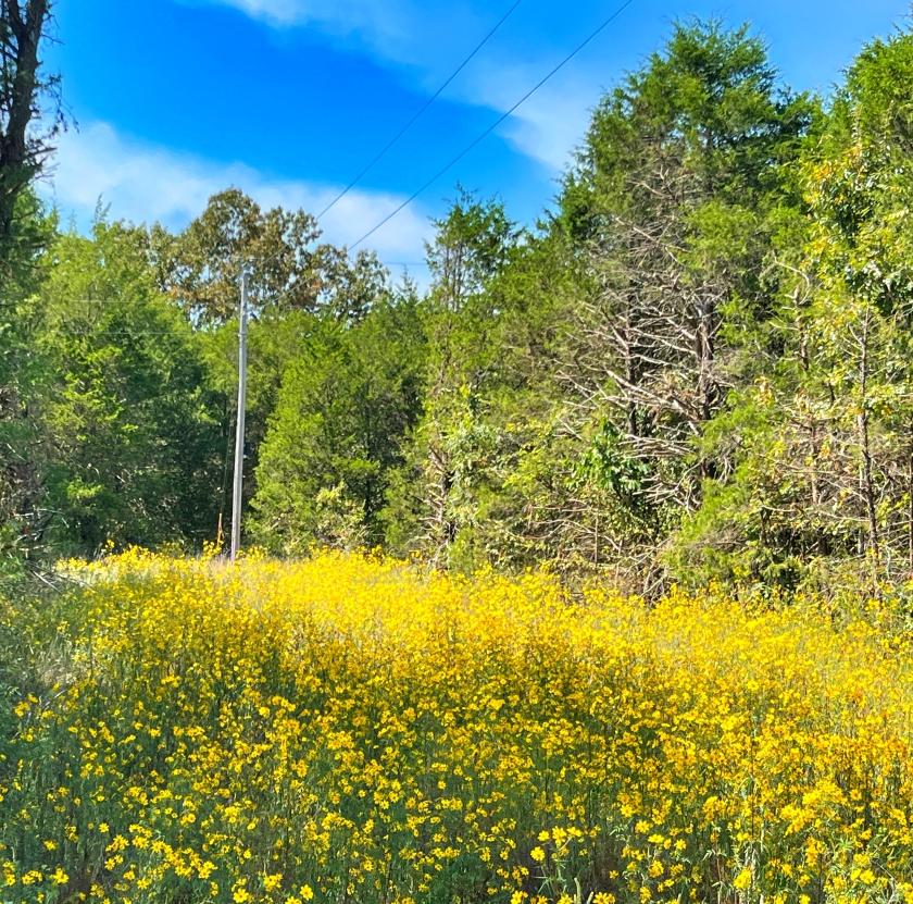 0.33 Acres for Sale in Horseshoe Bend, Arkansas