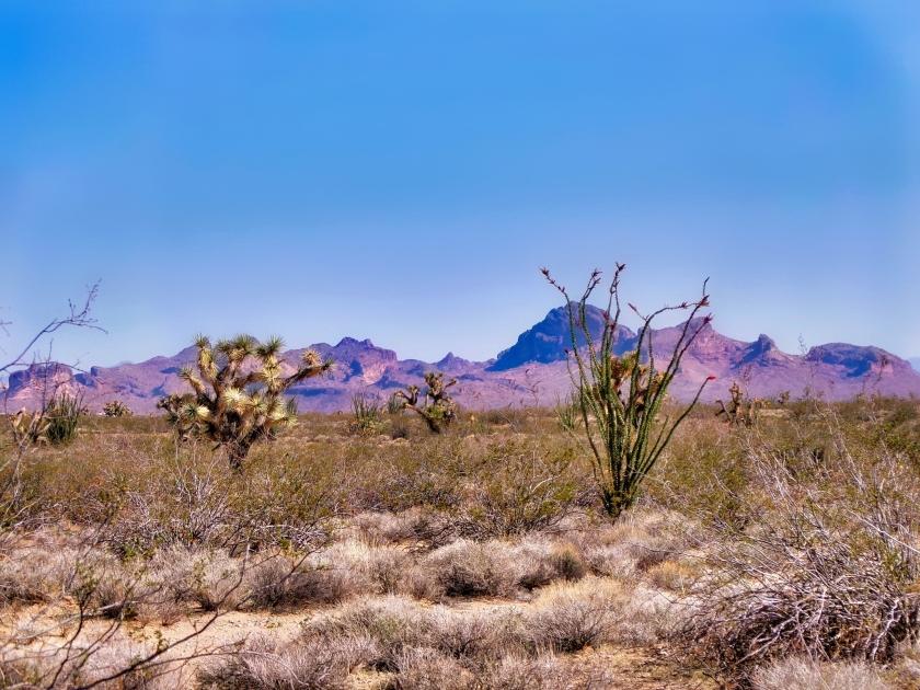 1.24 Acres for Sale in Yucca, Arizona