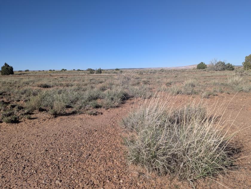 0.46 Acres for Sale in Concho, Arizona