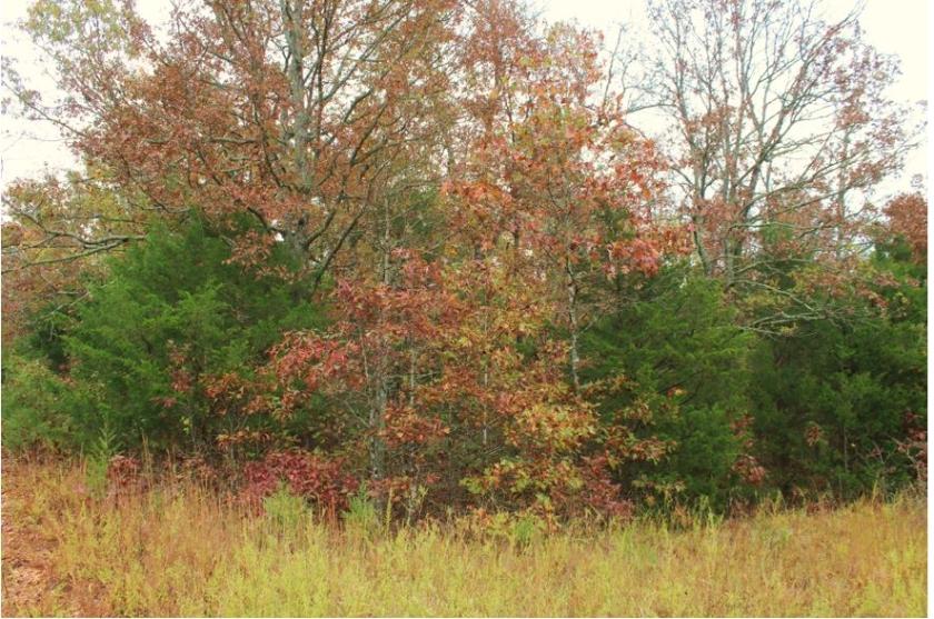 0.40 Acres for Sale in Horseshoe Bend, Arkansas