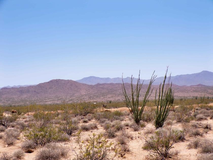 5 Acres for Sale in Yucca, Arizona