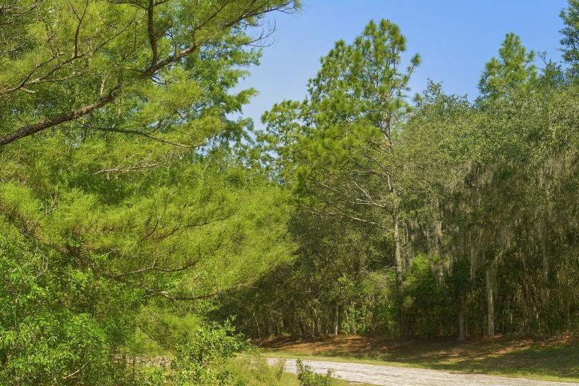 0.35 Acres for Sale in Dunnellon, Florida