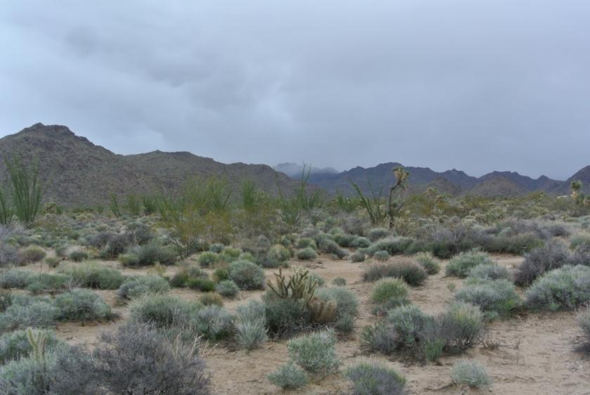 2.35 Acres for Sale in Yucca, Arizona