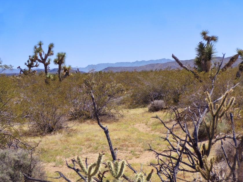 1.25 Acres for Sale in Yucca, Arizona