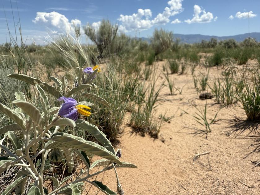 2.5 Acres for Sale in Los Lunas, New Mexico