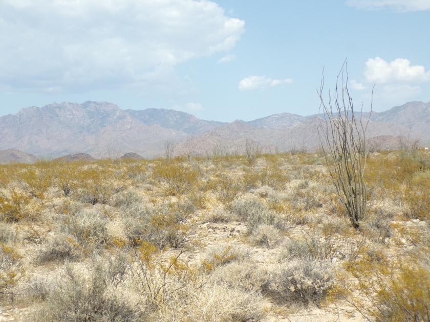 2.03 Acres for Sale in Yucca, Arizona