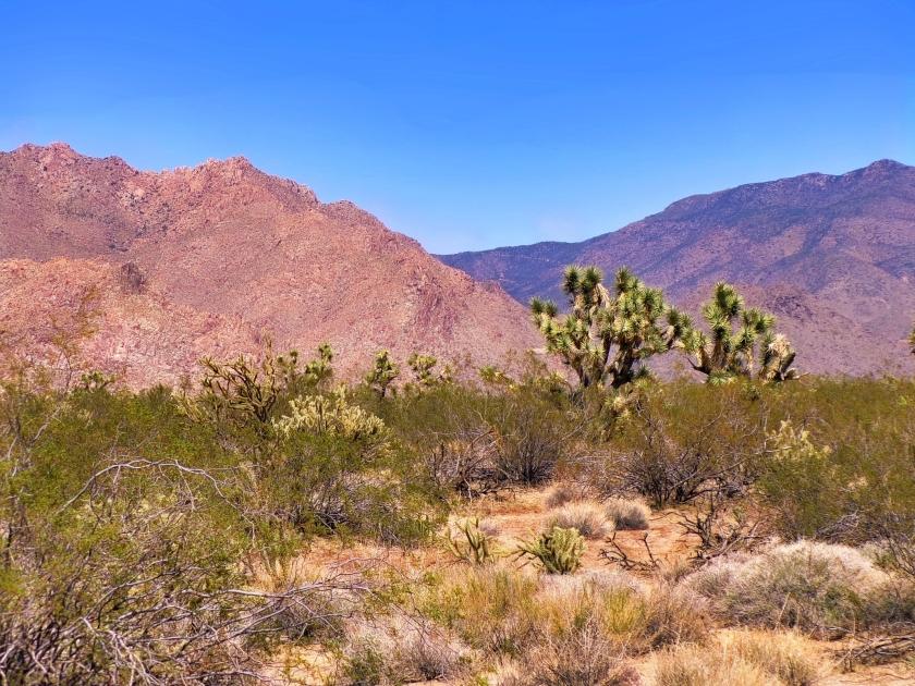 1.25 Acres for Sale in Yucca, Arizona