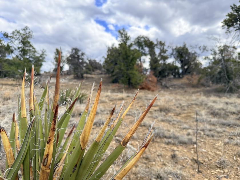 4.8 Acres for Sale in Candy Kitchen, New Mexico