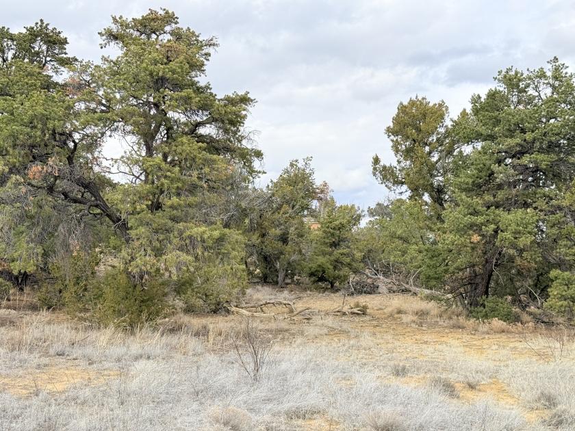 3.2 Acres for Sale in Pinehill, New Mexico