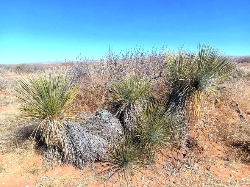 10 Acres for Sale in Plateau, Texas