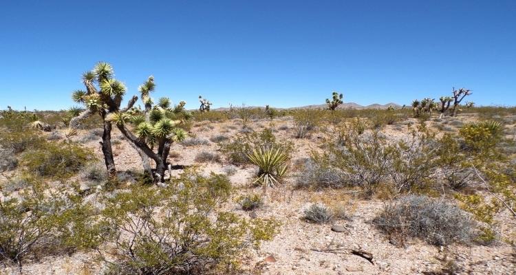 1.23 Acres for Sale in Willow Beach, Arizona
