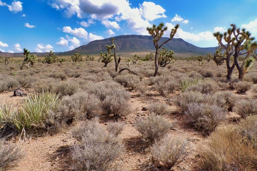 1.25 Acres for Sale in Meadview, Arizona